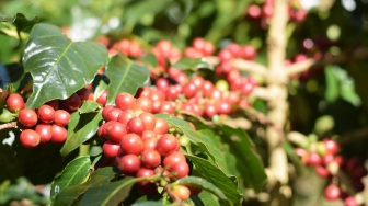 Harga Naik, Pencurian Kopi Meresahkan Petani di Pagaralam dan Lahat