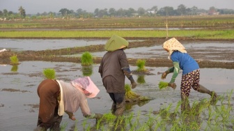 Petani Kendeng Jantungnya Pertanian Blora, Tapi Pupuk Masih Jadi Kendala