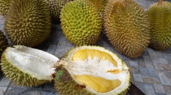 Libur Sekolah, Bawa Keluarga Berburu Durian Tembaga di Kampar