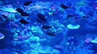 Baru! BX Sea, Oceanarium Pertama dan Terbesar di Tangerang Selatan