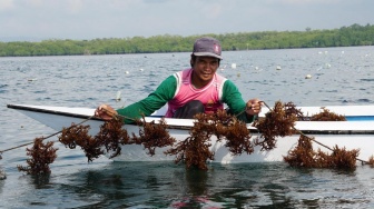 Daftar Paket Wisata di Desa Malahing, Ada Snorkeling hingga Pengolahan Rumput Laut