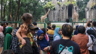 Pengunjung melihat jerapah saat berwisata di Taman Margasatwa Ragunan, Jakarta, Selasa (26/12/2023). [Suara.com/Alfian Winanto]