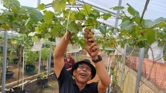 Dekat dari Batam, Ini Rekomendasi Wisata di Bintan: Kebun Anggur Kampung Siantan