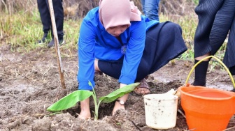 Harganya Tinggi, Mahasiswa Universitas Muhammadiyah Semangat Tanam Pisang Cavendish di Gowa