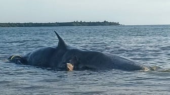 Geger Penemuan Bangkai Paus Sperma Seberat 25 Ton Terdampar di Pantai Sindeas Tapteng, BKSDA Sumut Turun Tangan