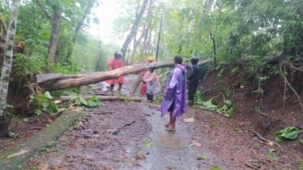 Hujan Angin Terjang Padang, Pohon Tumbang Timpa Jalan di Anak Air