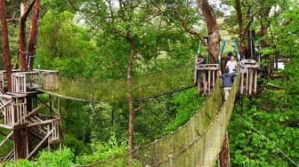 Keunikan Bukit Bangkirai, Pesona Hutan Hujan Tropis yang Masih Alami di Kutai Kartanegara