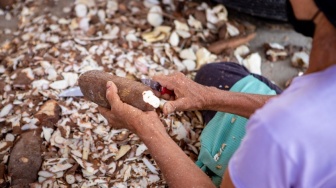 Indonesia Gemar Impor Singkong