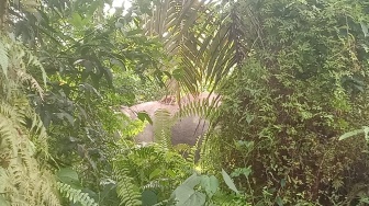 Gajah Liar Rusak Kebun Sawit Warga Aceh Barat