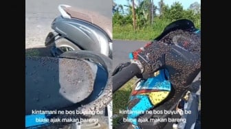 Bikin Geli, Ini Fenomena Lalat di Kintamani