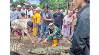 Warga Pandeglang Tangkap Buaya Sepanjang 2 Meter, Ditemukan Saat Mencari Ikan