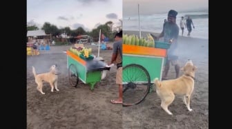 Kocak, Anjing ini Kebingungan Cium Asap Jagung Bakar di Tepi Pantai