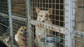 Cerita Sulitnya Upaya Humane Society International Hentikan Konsumsi Daging Anjing di Tomohon