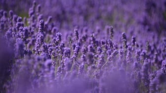 Ada Lavender, Ini 4 Jenis Bunga yang Ampuh Usir Nyamuk