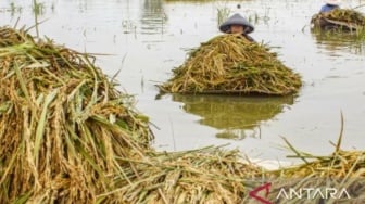 Banjir Karawang: Petani Nelangsa, 1000 Jiwa Terkena Dampak