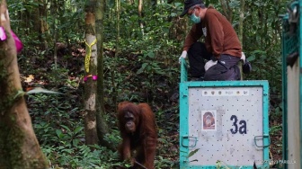 Sudah Selamatkan Ribuan Orang Utan, Ini Sejarah Yayasan Borneo Orangutan Survival