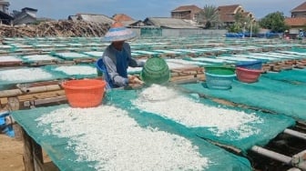 Harga Teri Nasi Anjlok, Nelayan dan Pengepul di Lampung Timur Menjerit