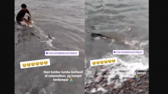 Nyaris Terdampar, Ikan Lumba-lumba di Pantai Pura Gerombong ini Berhasil Diselamatkan