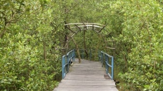 Seru! Berpetualang di Hutan Mangrove Pangkal Babu Kuala Tungkal