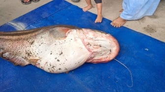 Nelayan Sekadau Tangkap Ikan Tapah Raksasa, Harganya Bikin Melongo