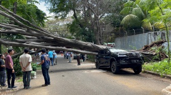 Warga melihat pohon besar yang tumbang tak jauh dari rumah Capres Prabowo Subianto menimpa mobil Toyota Fortuner hingga ringsek di Jalan Sriwijaya I, Kebayoran Baru, Jakarta Selatan, Selasa (16/1/2024). [Suara.com/M. Yasir]