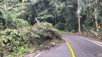 Mahasiswi Indonesia Meninggal di Australia: Tertimpa Pohon Raksasa Seberat 10 Ton