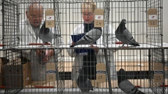 Para juri mengamati burung merpati saat "British Homing World Show of the year" di Winter Gardens, Blackpool, Inggris, Sabtu (20/1/2024). [Paul ELLIS / AFP] 