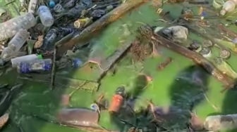 Viral Puluhan Ikan Lele Raksasa di Rawa Penuh Sampah, Warganet Auto Pikir Dua Kali