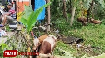 Detik-detik Truk Muat Sapi di Pacitan Terguling, Begini Kondisi Ternaknya