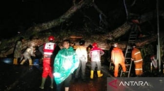 Pohon Tumbang Tutup Jalur Puncak, 2 Motor dan Satu Mobil Rusak Berat