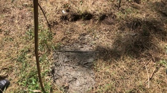 Geger Jejak 'Kaki Raksasa' di Kebun Sawit Siak, Sempat Dianggap Bahan Tertawaan