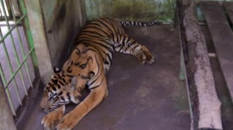 Mengerikan! Harimau Masuk Pemukiman Resahkan Warga Riau, Aksi Terkam Anjing Terekam Video