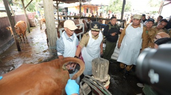 Penjabat Gubernur Sulsel Bahtiar Baharuddin Lakukan Inseminasi Buatan di Maros