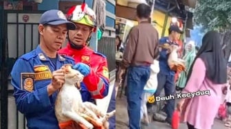 Sering Gigit dan Cakar Warga, Kucing Oren di Pakansari Dievakuasi Damkar