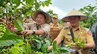 Petani di Lampung Barat Berhasil Membudidayakan Kopi Arabika