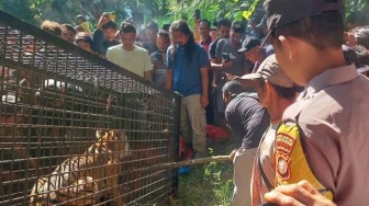 Harimau Sumatera Masuk Perangkap di Aceh Selatan, Begini Kondisinya