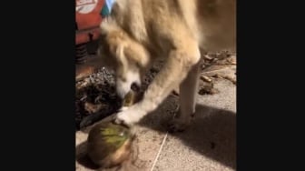 Video Kocak Anjing Kupas Kelapa, Bikin Ngakak Pemiliknya