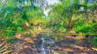 Tragis! Pria Ditemukan Tewas Membusuk di Kebun Sawit PT MAR Kubu Raya, Ada Arit di Dekat Tangannya