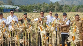 Optimis Swasembada Jagung, Menteri Pertanian Targetkan Hentikan Impor Jagung: Sudah Ada Hilal!