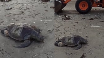 Miris, Seekor Penyu Terdampar di Pantai Kuta Bersama Sampah