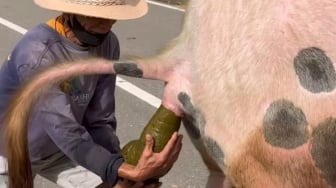 Aksi Mulia Pengembala di Toraja, Pegang Kotoran Kerbau Agar Tidak Ganggu Pengguna Jalan