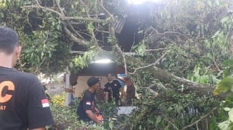 Puluhan Pohon Tumbang Timpa Rumah Warga Padang