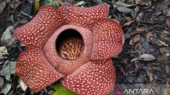 Bunga Rafflesia Mekar Sempurna Ditemukan di TNBBS Pesisir Barat