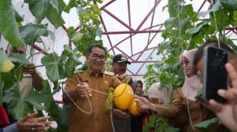 Kukar Sukses Budidayakan Melon Golden Grade 16, Jadi Contoh Bagi Daerah Lain di Kaltim