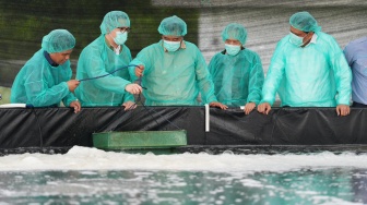 Pemprov Sulsel dan PT Bomar Kembangkan Teknologi Pembenihan Benur Udang untuk Warga Pesisir