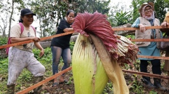 Pemkab Tanah Datar Dukung Wacana Pengembangan Wisata Edukasi Bunga Bangkai, Ini Alasannya