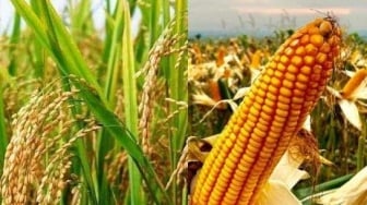 Siap Dukung IKN, Kalteng Genjot Produksi Padi, Jagung, dan Kedelai