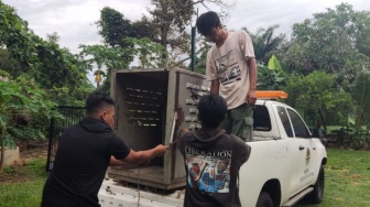 2 Warga Lampung Barat Tewas Diterkam Harimau, BKSDA Ambil Langkah Ini