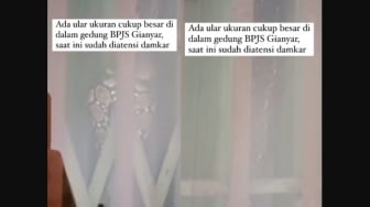 Seekor Ular Berukuran Besar di Gedung BPJS Gianyar