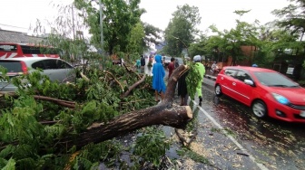 Angin Kencang Terjang Gondanglegi, Pohon Tumbang Timpa Mobil